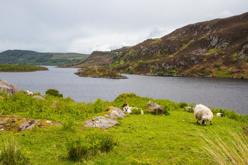 Cork_Kerry_2014 (35).jpg - Sheep grazing beside Caragh Lake